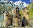 Τρεις αλπικές groundhogs